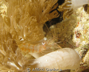 shrimp by Afflitti Gianluca 